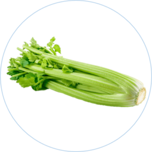 CELERY STALK