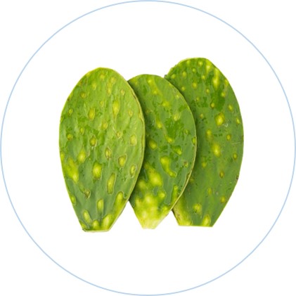 NOPALES